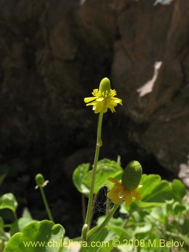 Ranunculus uniflorusの写真