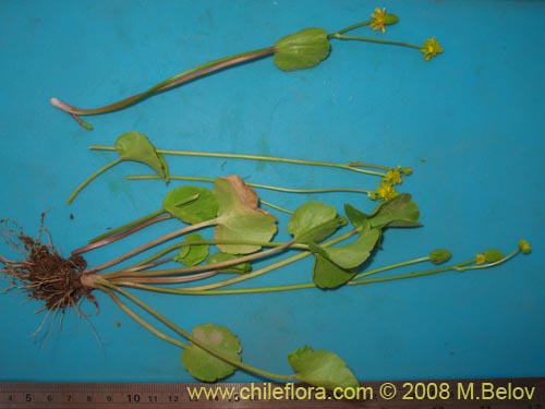 Bild von Ranunculus uniflorus (). Klicken Sie, um den Ausschnitt zu vergrössern.