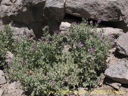 Bild von Solanum sp. #1604 (). Klicken Sie, um den Ausschnitt zu vergrössern.