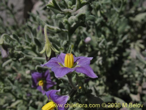 Imágen de Solanum sp. #1604 (). Haga un clic para aumentar parte de imágen.