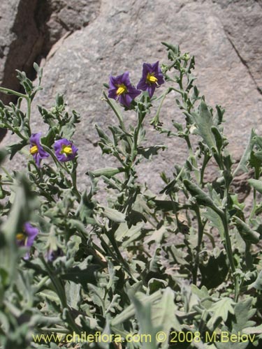Image of Solanum sp.  #1604 (). Click to enlarge parts of image.
