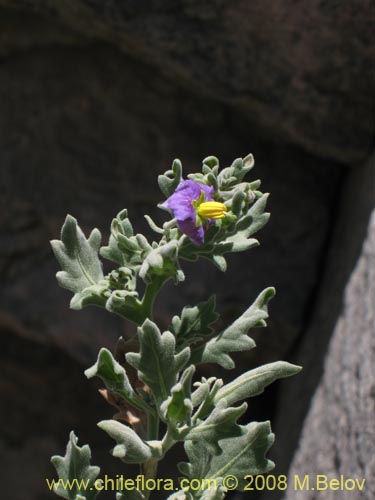 Solanum sp. #1604の写真