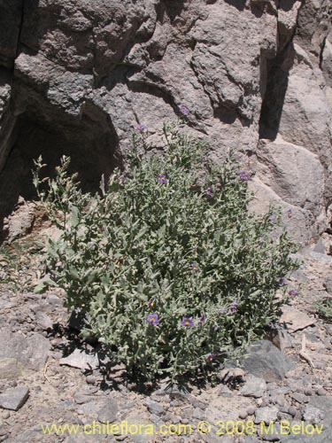 Bild von Solanum sp. #1604 (). Klicken Sie, um den Ausschnitt zu vergrössern.