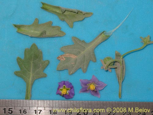 Solanum sp.  #1604的照片