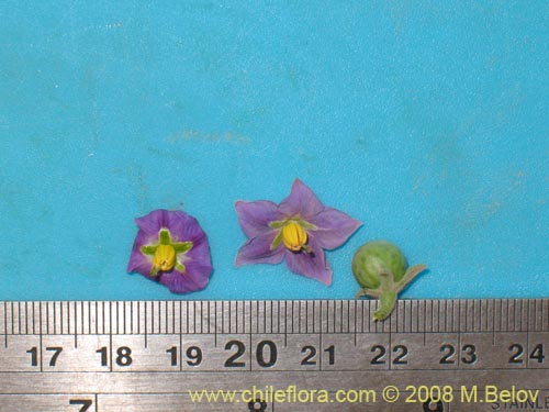 Image of Solanum sp.  #1604 (). Click to enlarge parts of image.