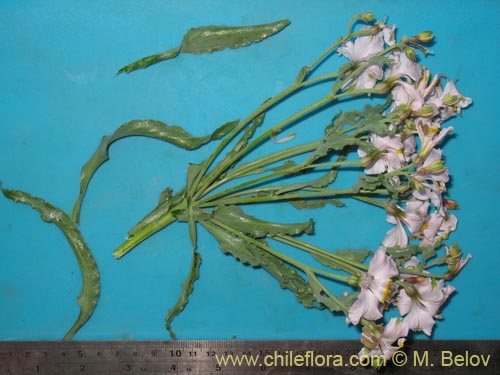 Image of Alstroemeria schizanthoides var. schizanthoides (). Click to enlarge parts of image.