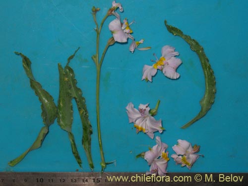 Image of Alstroemeria schizanthoides var. schizanthoides (). Click to enlarge parts of image.