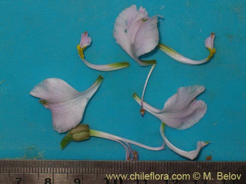 Image of Alstroemeria schizanthoides var. schizanthoides (). Click to enlarge parts of image.