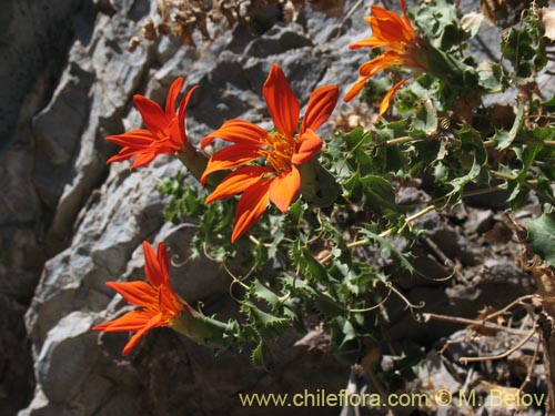 Image of Mutisia cana (Clavel del Campo). Click to enlarge parts of image.