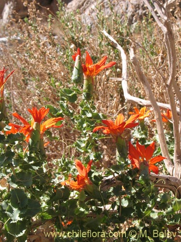 Image of Mutisia cana (Clavel del Campo). Click to enlarge parts of image.