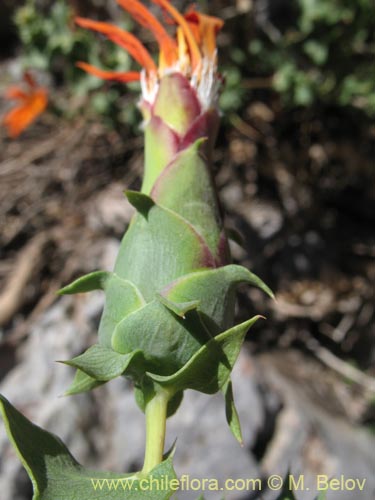 Image of Mutisia cana (Clavel del Campo). Click to enlarge parts of image.