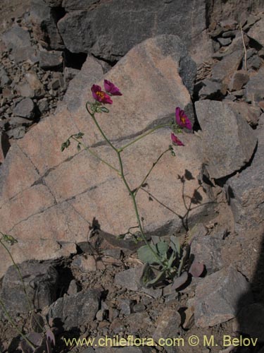 Image of Calandrinia sp. #8489 (). Click to enlarge parts of image.