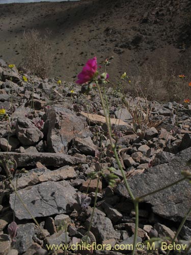 Image of Calandrinia sp. #8489 (). Click to enlarge parts of image.
