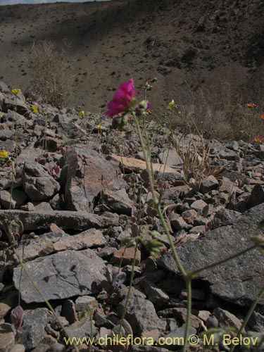 Calandrinia sp. #8489的照片