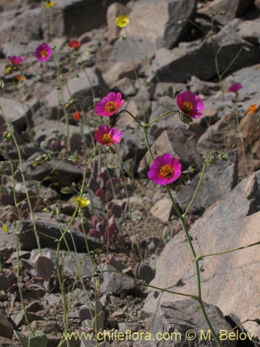 Calandrinia sp. #8489の写真