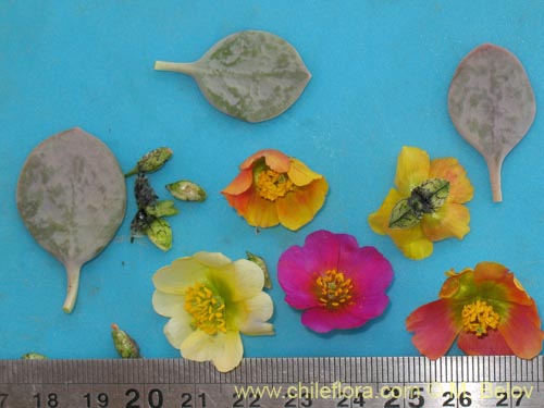 Image of Calandrinia sp. #8489 (). Click to enlarge parts of image.