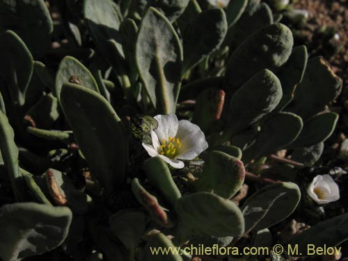 Image of Cistanthe frigida (). Click to enlarge parts of image.