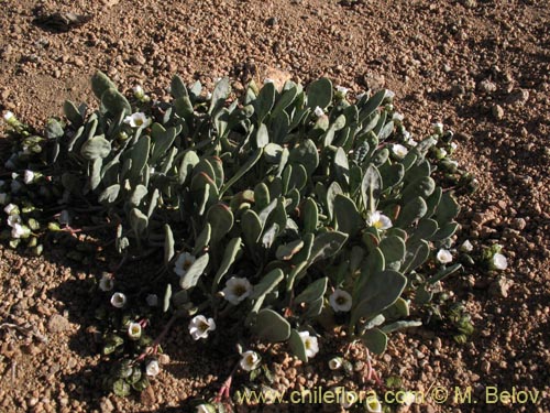 Image of Cistanthe frigida (). Click to enlarge parts of image.