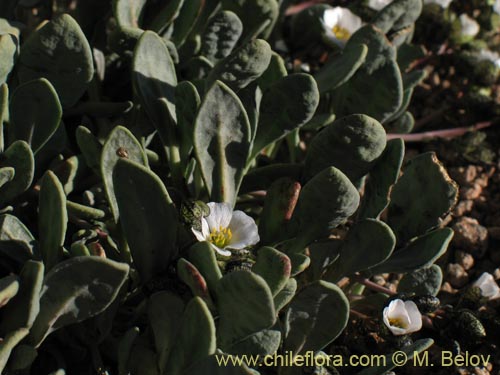 Image of Cistanthe frigida (). Click to enlarge parts of image.