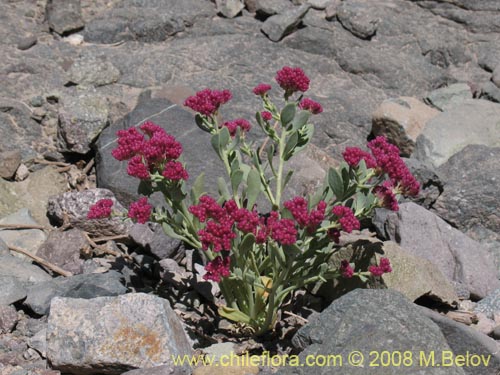 Imágen de Cistanthe amaranthoides (). Haga un clic para aumentar parte de imágen.