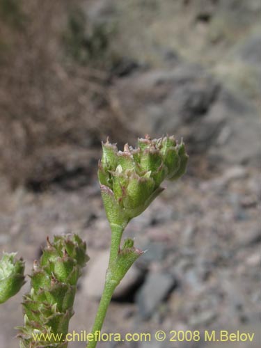 Image of Cistanthe amaranthoides (). Click to enlarge parts of image.