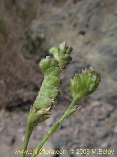 Image of Cistanthe amaranthoides (). Click to enlarge parts of image.