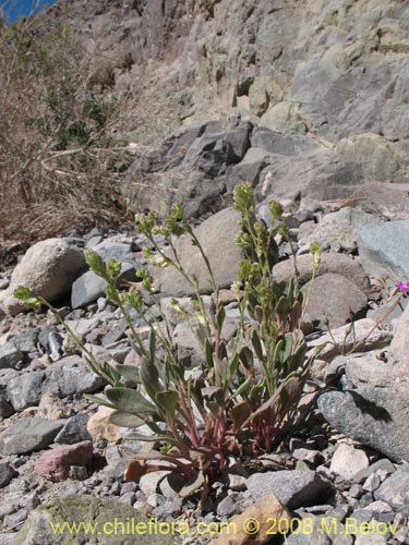 Imágen de Cistanthe amaranthoides (). Haga un clic para aumentar parte de imágen.