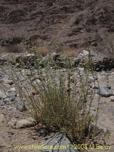 Imágen de Teucrium nudicaule (). Haga un clic para aumentar parte de imágen.