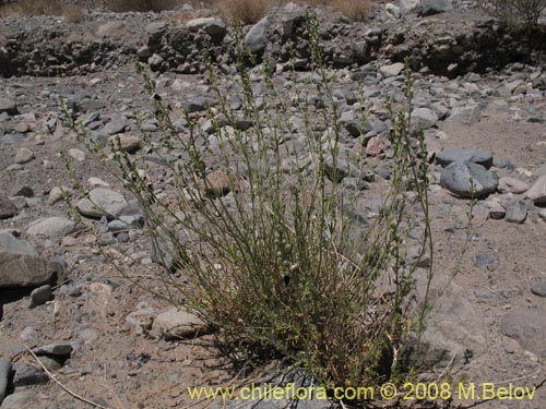 Imágen de Teucrium nudicaule (). Haga un clic para aumentar parte de imágen.