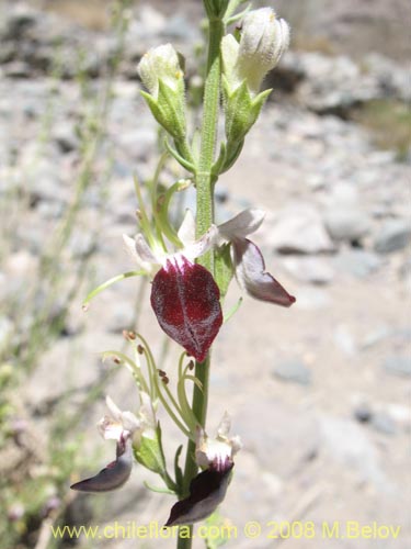 Imágen de Teucrium nudicaule (). Haga un clic para aumentar parte de imágen.