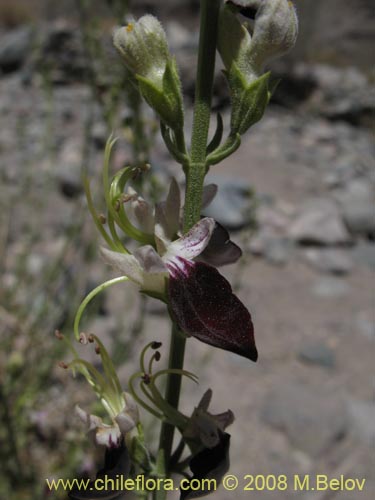 Imágen de Teucrium nudicaule (). Haga un clic para aumentar parte de imágen.