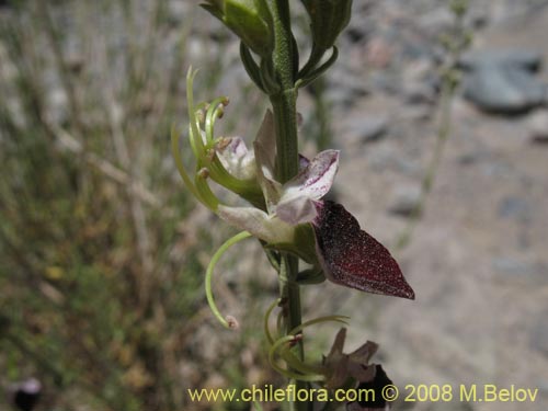 Imágen de Teucrium nudicaule (). Haga un clic para aumentar parte de imágen.