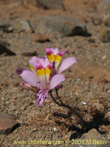 Alstroemeria diluta ssp. chrysantha의 사진