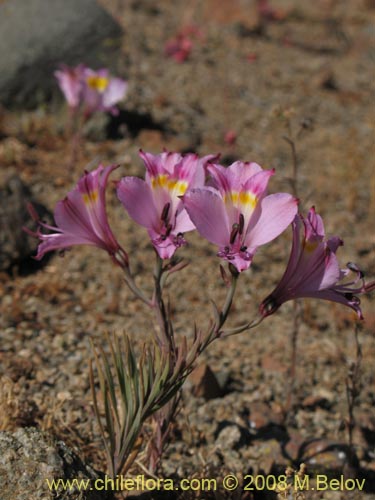 Image of Alstroemeria diluta ssp. chrysantha (). Click to enlarge parts of image.