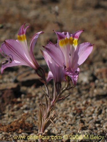 Bild von Alstroemeria diluta ssp. chrysantha (). Klicken Sie, um den Ausschnitt zu vergrössern.