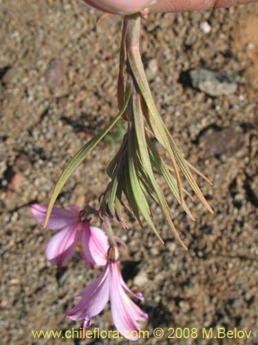 Фотография Alstroemeria diluta ssp. chrysantha (). Щелкните, чтобы увеличить вырез.