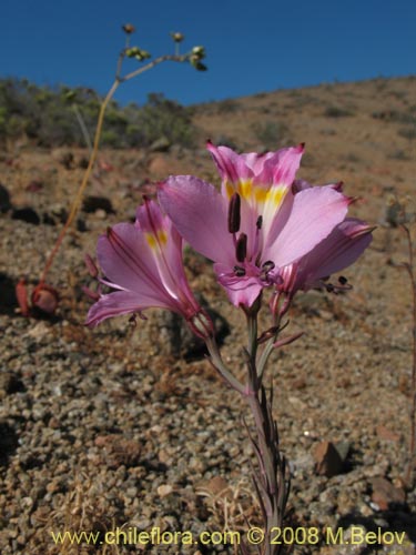 Bild von Alstroemeria diluta ssp. chrysantha (). Klicken Sie, um den Ausschnitt zu vergrössern.