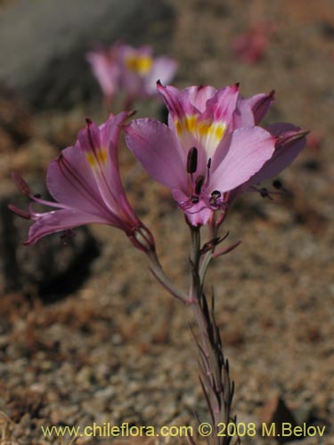 Фотография Alstroemeria diluta ssp. chrysantha (). Щелкните, чтобы увеличить вырез.