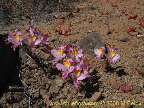 Imágen de Alstroemeria diluta ssp. chrysantha (). Haga un clic para aumentar parte de imágen.