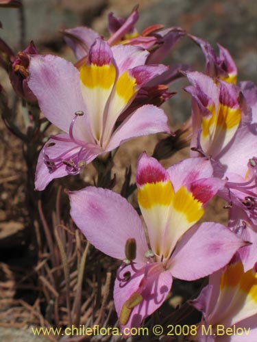 Alstroemeria diluta ssp. chrysantha의 사진