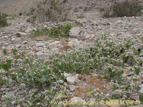 Image of Alternanthera halimifolia (Diamante). Click to enlarge parts of image.