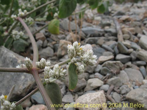 Alternanthera halimifoliaの写真