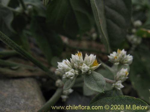 Фотография Alternanthera halimifolia (Diamante). Щелкните, чтобы увеличить вырез.