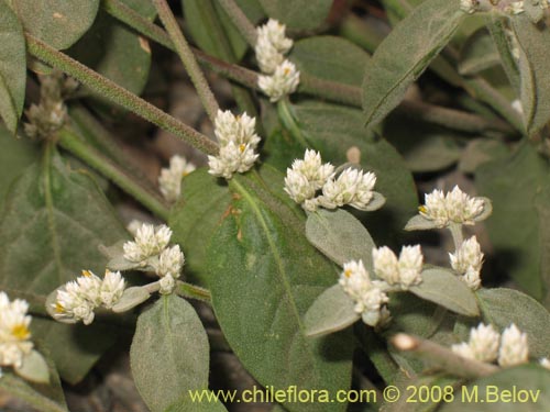 Imágen de Alternanthera halimifolia (Diamante). Haga un clic para aumentar parte de imágen.