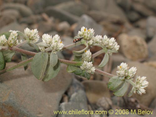 Image of Alternanthera halimifolia (Diamante). Click to enlarge parts of image.