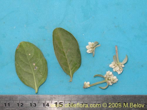 Alternanthera halimifolia的照片