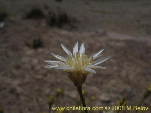 Image of Gutierrezia gayana (Pichanilla). Click to enlarge parts of image.