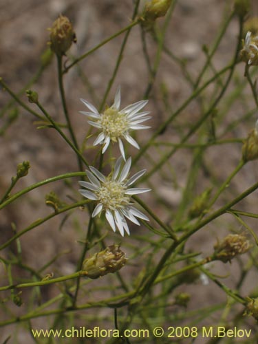 Image of Gutierrezia gayana (Pichanilla). Click to enlarge parts of image.