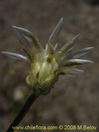 Imágen de Gutierrezia gayana (Pichanilla). Haga un clic para aumentar parte de imágen.