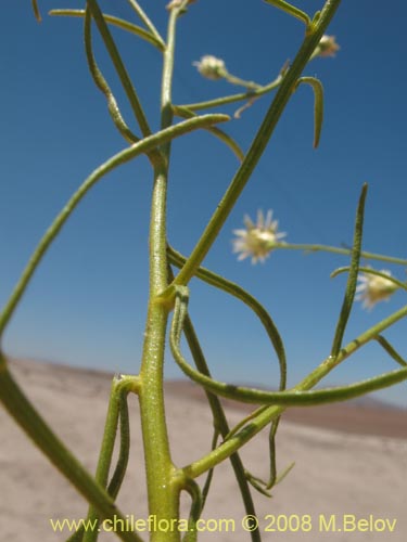 Imágen de Gutierrezia gayana (Pichanilla). Haga un clic para aumentar parte de imágen.